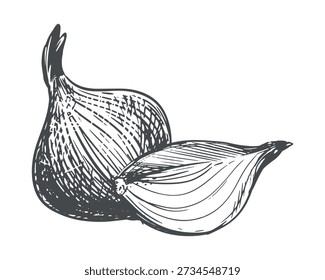 A composition of a quarter onion and a whole bulb on a white background. Vector illustration of the vegetable. Linear sketch of the aromatic spice. Imitation of engraving.