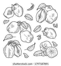 Composition of quince fruits: whole, halves, leaves. Hand-drawn vector illustration.