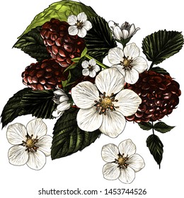 composition of raspberry branches, flowers and ripe berries collected in one bouquet, sketch vector graphics color illustration on white background