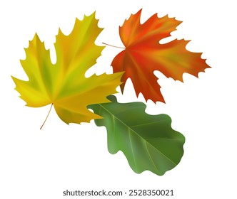 Composición de hojas realistas de roble y arce de otoño. Las hojas amarillas, verdes y rojas se arremolinan en el viento. Ilustración vectorial