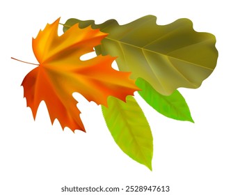 Composition of realistic oak, maple, vibrant autumn leaves. Yellow, green, orange leaves swirl in the wind. Vector illustration