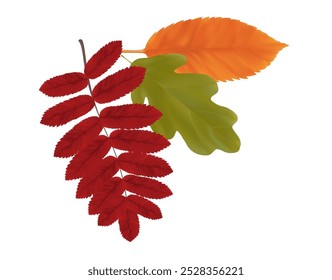 Composition of realistic oak, rowan and aspen autumn leaves. Red, green, orange flying fall vibrant leaves. Vector illustration
