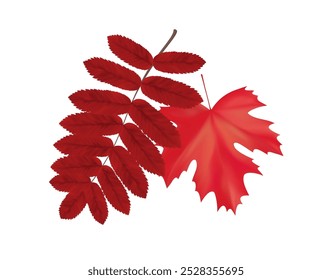 Composition of realistic red rowan and maple autumn leaves. Red vibrant flying fall leaves. Vector illustration