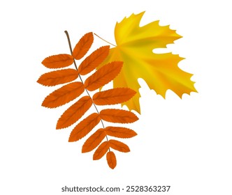 Composition of realistic rowan and maple autumn leaves. Yellow, orange, leaves swirl in the wind. Vector illustration