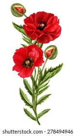 composition of red poppy on a white background