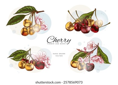 Composition of red and yellow cherries with twigs, pink delicate flowers and green leaves. Sketch. Collection. Hand drawn. Fresh, ripe, juicy berries. Fruits. Vector illustration on white background.