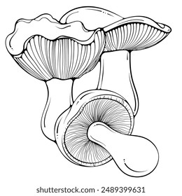 Composición con setas russula. Bodegón con setas comestibles de otoño en el bosque. Ilustración vectorial dibujada a mano estilo garabato. Gráfico de arte de línea aislado en blanco para libro de colorear, impresión