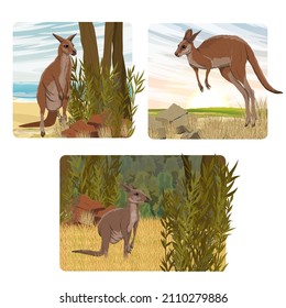 Conjunto de composición con un gran canguro rojo australiano. Especies endémicas de Australia. Paisaje vectorial realista