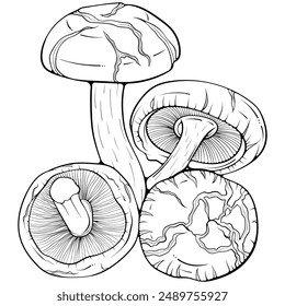 Composition with shiitake mushrooms. Asian raw edible forest fungi. Vector illustration in hand drawn sketch doodle style. Line art graphic organic vegetarian food isolated on white for coloring book