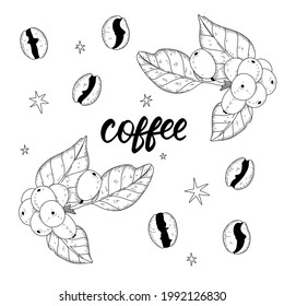 Composition with some coffee beans and a coffee branch. Vintage drawing in vector with elegant "coffee" lettering on white background.