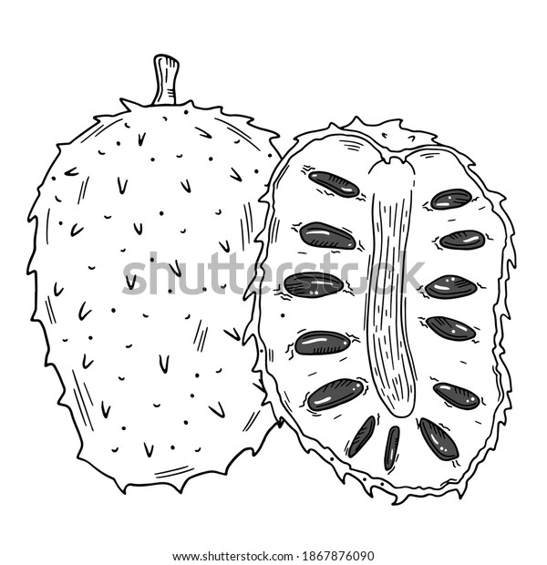 Composition Soursop Fruits Half Fruit Black Stock Vector Royalty Free