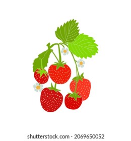 Composición de fresas sobre fondo blanco. Un montón de fresas jugosas con espacio de copias. Diseño vectorial aislado de fresa natural fresca