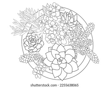 Composition of succulents flowers, hibiscus tea. doodle flower coloring book or page