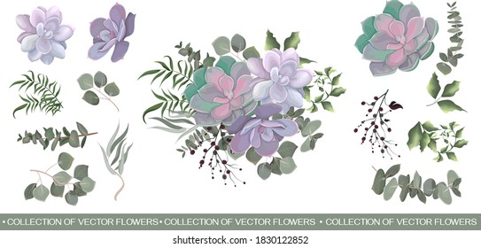 Composition of succulents and plants. Plants and leaves isolated on white background. Set of greenery and foliage.