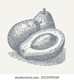 Composition of Three Avocados. Vintage woodcut engraving style vector illustration.