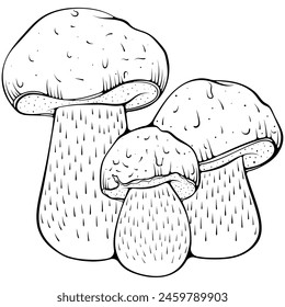 Composition with three boletus mushrooms. Forest autumn fungi edible mushroom. Vector illustration in hand drawn sketch doodle style. Line art graphic food isolated on white. Design for coloring book