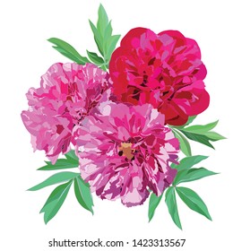 composition of three large pink and red peonies with green leaves isolated on a white background