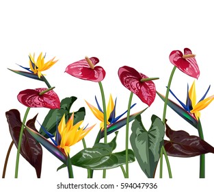  composition of tropical flowers for design greeting cards, brochures, 
  tropical and sub-tropical areas of Central and South America.