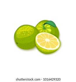 Composition of tropical grapefruit fruits. Vector card illustration. Group of ripe vector citrus pomelo fruit whole and slice for design of food packaging breakfast, detox, cosmetics cream, jam, juice