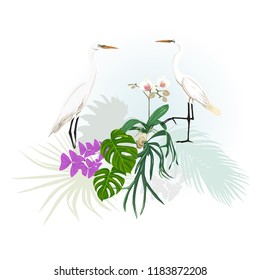 A composition of tropical plants, palm leaves, monsters and white orchids with white heron   In botanical style Vector illustration. Colored and silhouette design.
