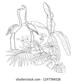 A composition of tropical plants, palm leaves, monsters and white orchids with flamingo In botanical style/ Outline hand drawing vector illustration. Isolated on white background.