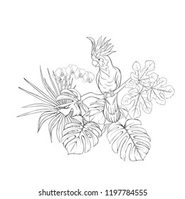 A composition of tropical plants, palm leaves, monsters and white orchids with cockatoo parrot In botanical style. Outline hand drawing vector illustration. Isolated on white background.