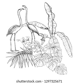 A composition of tropical plants, palm leaves, monsters and white orchids with flamingo In botanical style. Graphic drawing, engraving style. vector illustration.  Black and white graphics. 