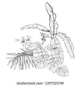 A composition of tropical plants, palm leaves, monsters and white orchids In botanical style. Graphic drawing, engraving style. vector illustration.  Black and white graphics. 