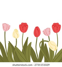 Komposition mit Tulpen einzeln auf weißem Hintergrund, Rahmen für Dekoration, Frühlingsprioritäten