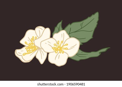 Composition of two flowers of white jasmine with leaves isolated on black background. Elegant mock-oranges with yellow stamens in center. Floral design element. Colored flat vector illustration