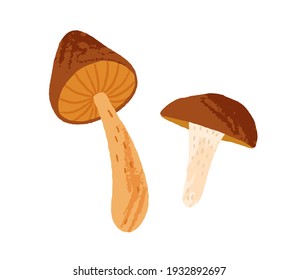 Composition of two raw edible mushrooms isolated on white background. Autumn forest food. Colored flat vector illustration of fungus