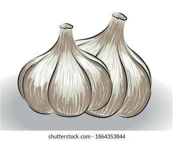 Composition of two realistically drawn garlic bulbs. Vector