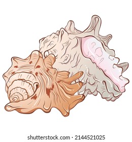 Composition of two sea shells. Vector hand drawn color cartoon illustration isolated on white. Elements for design seafood shop or menu, decor, label. Tropical beach souvenir, cockleshells.