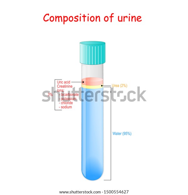 Composition Urine Urine Mainly Made Water Stock Vector (Royalty Free