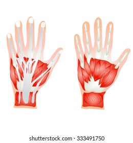 composition Vector human hands.