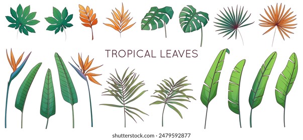 Composición de la Ilustración vectorial de hojas tropicales. Palma de plátano, strelitzia, aralia, hojas de palmera areca. Planta de Monstera, hoja de palma abanico.