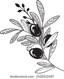 Composition of vector olive branches and olive fruits.
