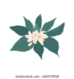 The composition of white flowers and orange buds with green leaves isolated on a white background in flat style. Vector stock illustration