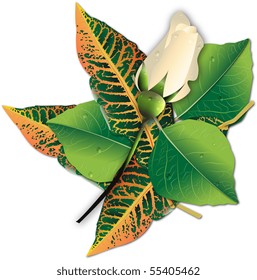 Composition of a white Rosebud and fresh leaves with droplets of dew on white background