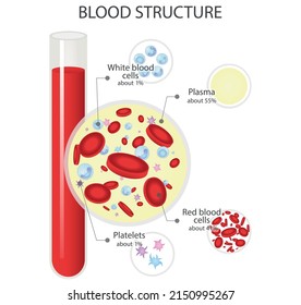 Composition Whole Blood Vector Diagram Blood Stock Vector (Royalty Free ...