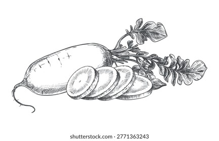 A composition of whole daikon and slices lying on a table. A sketch of a radish. Vector illustration of the vegetable in an engraving style. Hand-drawn, imitating etching. Line drawing in ink.