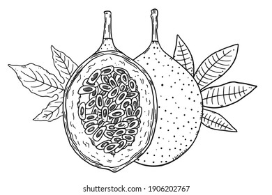 Composition of a whole granadilla fruit and a half cut of fruit on a leaves background. Black outline image on a white background. Doodle style.