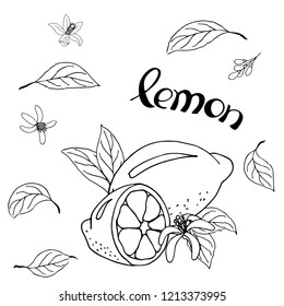 Composition of whole lemon, lemon halves, lemon leaves and flowers. Hand-drawn on a white background isolated. With lettering.