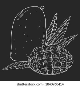 Composition of a whole mango and a cut piece, leaves of a fruit tree. White outline on a black background. Doodle chalk image style.