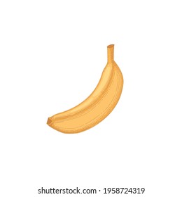 Composition with whole ripe banana in skin isolated on white background. Hand-drawn realistic detailed colored vector illustration of healthy tropical food.