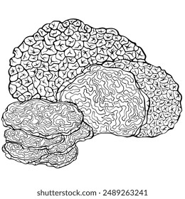 Composition of whole and sliced black French truffle mushroom. Forest edible mushroom. Vector illustration in hand drawn sketch doodle style. Line art graphic isolated on white for design, print