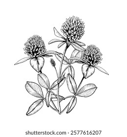 Composition with wild flowering plant blooming clovers. Hand drawn botanical vector illustration. Sketch painted by black inks line on white isolated background. For clipart, greeting card, package