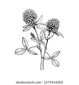 Composition with wild plant blooming clovers. Hand drawn botanical vector illustration. Sketch painted by black inks line on white isolated background. For clipart, greeting card, package