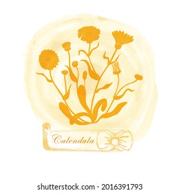 Composition with Yellow Contour Calendula officinalis, filled with orange color. Common marigold placed on the Watercolor Spot. Hand drawn vintage ribbon with the title.