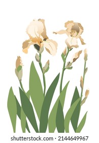 Composition of yellow iris flowers isolated on white background